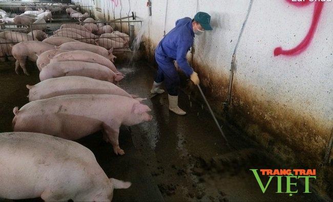 Lai Châu phát triển chăn nuôi theo hướng tập trung, bền vững - Ảnh 4. Lai Châu phát triển chăn nuôi theo hướng tập trung, bền vững - Ảnh 4.