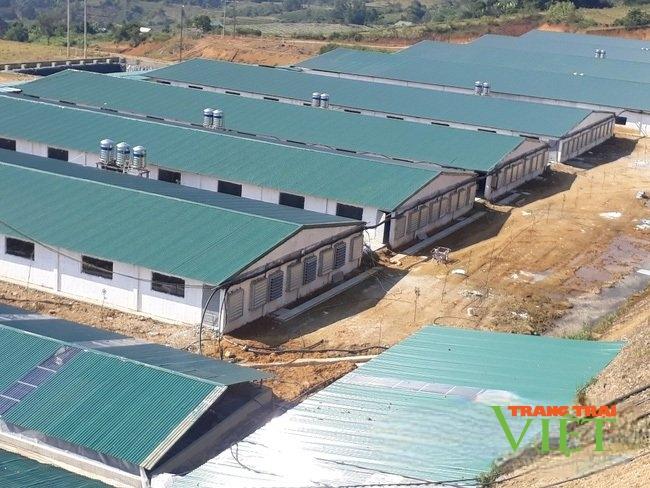 Lai Châu phát triển chăn nuôi theo hướng tập trung, bền vững - Ảnh 2. Lai Châu phát triển chăn nuôi theo hướng tập trung, bền vững - Ảnh 2.