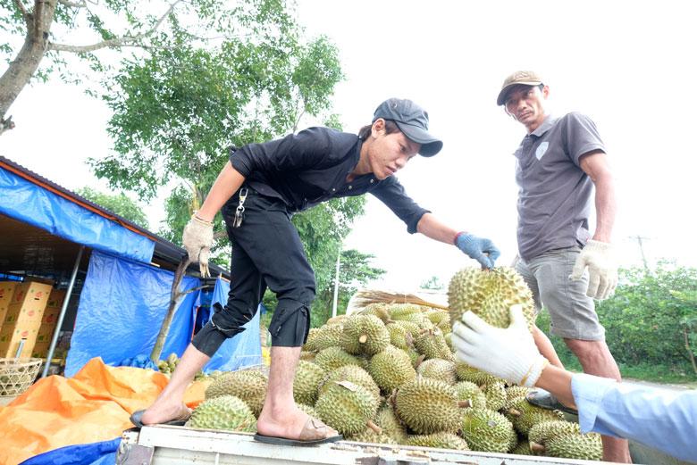 Lâm Đồng hiện có trên 11.000 ha sầu riêng nhưng chưa thể xuất khẩu sang Trung Quốc theo đường chính ngạch