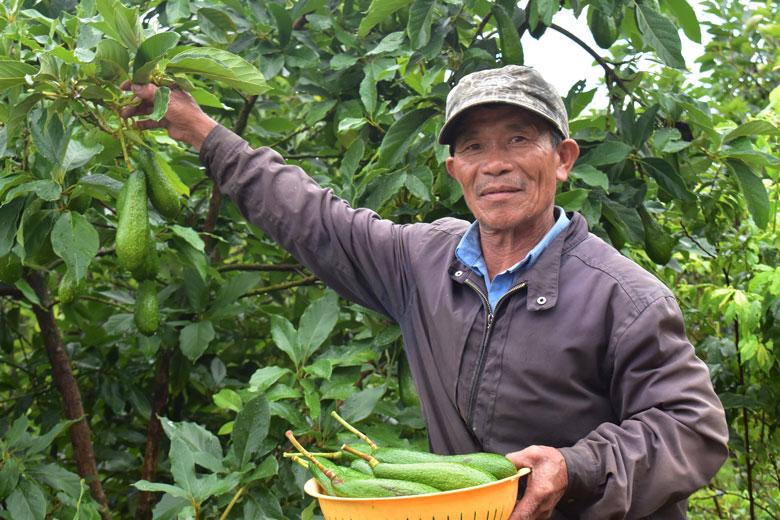 Chủ vườn Nguyễn Hữu bên cây bơ 034 ghép thu hoạch vụ thứ 2 tại đường Khe Sanh, Phường 10, Đà Lạt