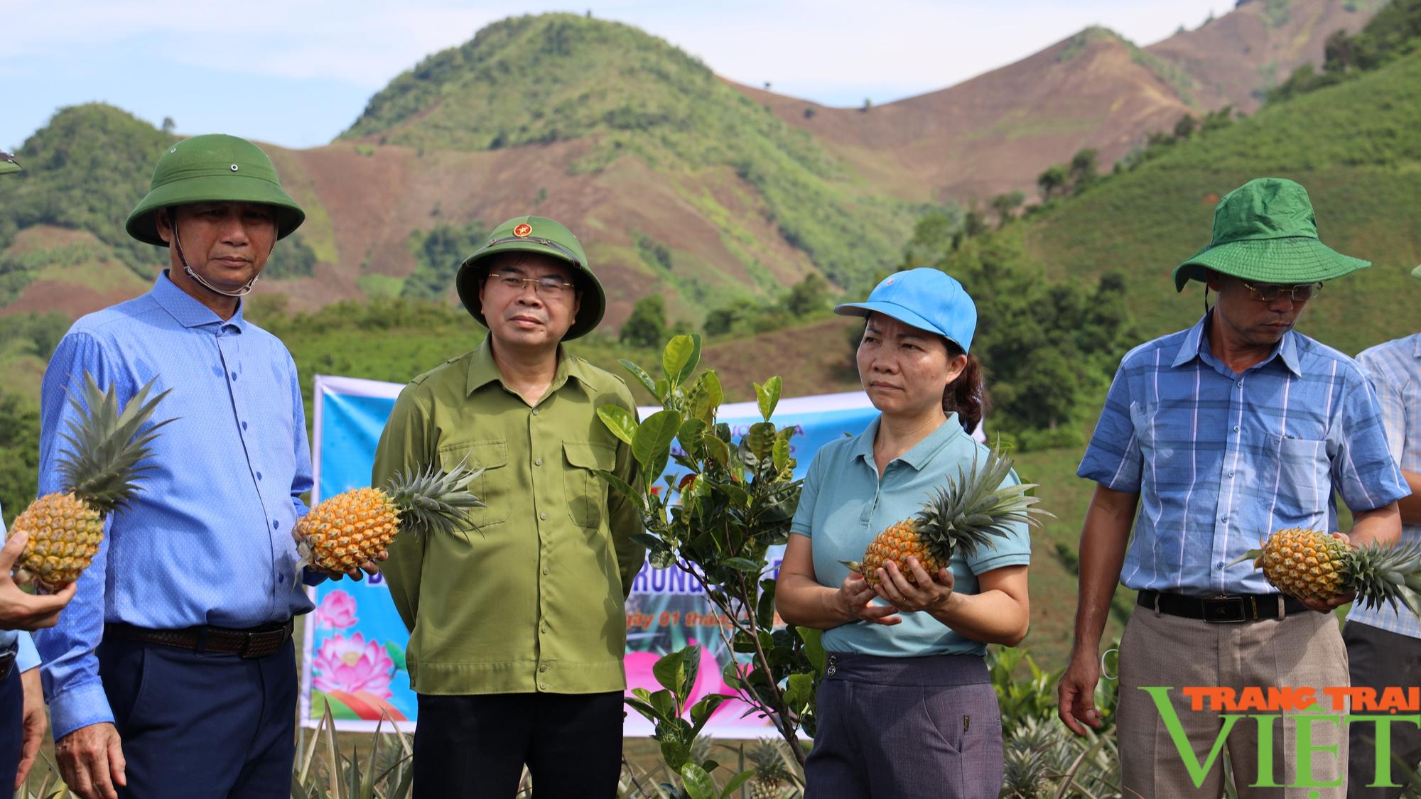 Cây dứa Queen: Hướng đi mới của nông dân vùng cao - Ảnh 3.