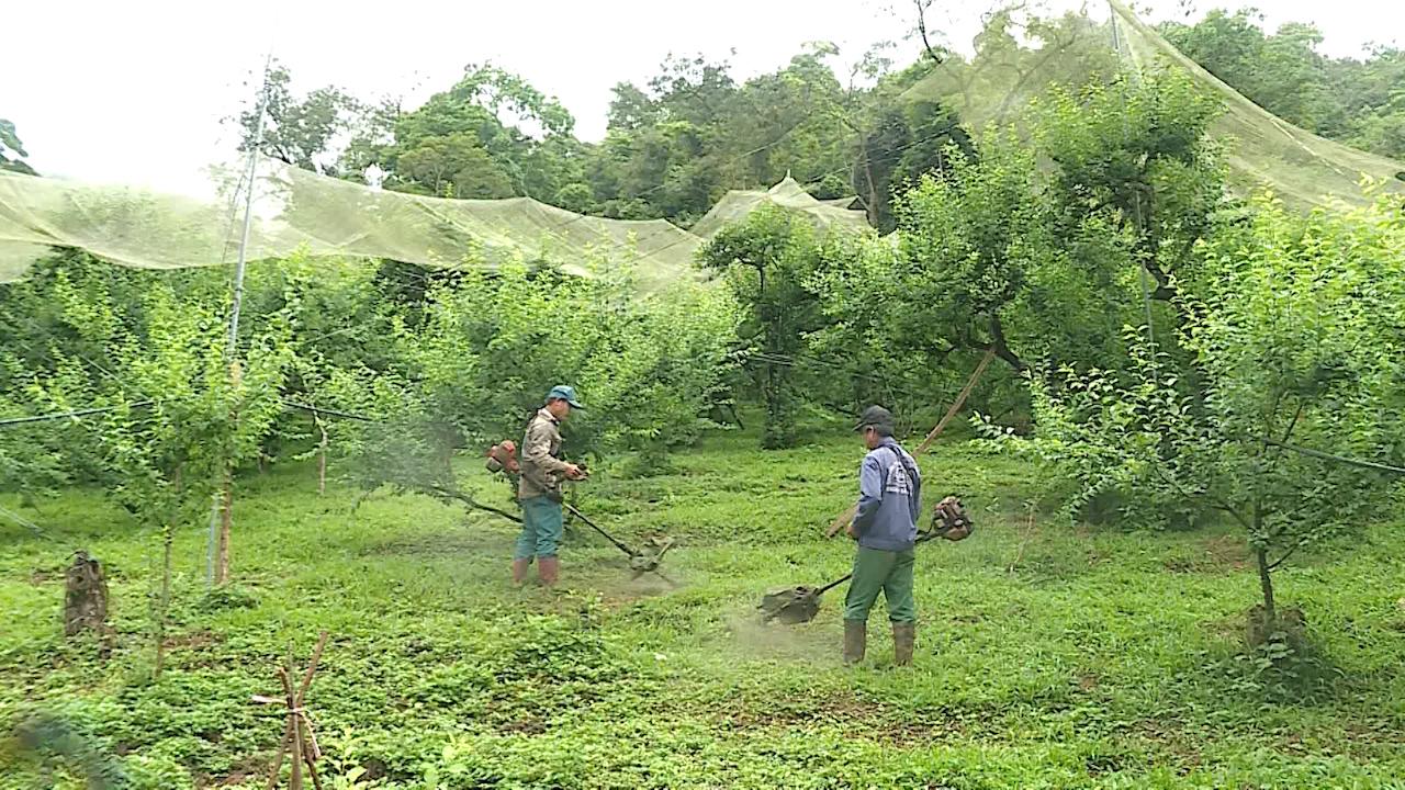 Trồng mận hậu hữu cơ trên cao nguyên, nông dân thu lái 700 triệu đồng/năm - Ảnh 5.