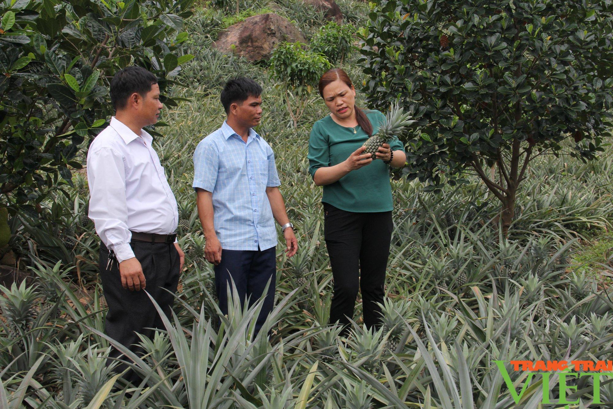 Liên kết trồng dứa với Công ty Đồng Giao, nông dân Quỳnh Nhai yên tâm sản xuất, không lo đầu ra - Ảnh 2.