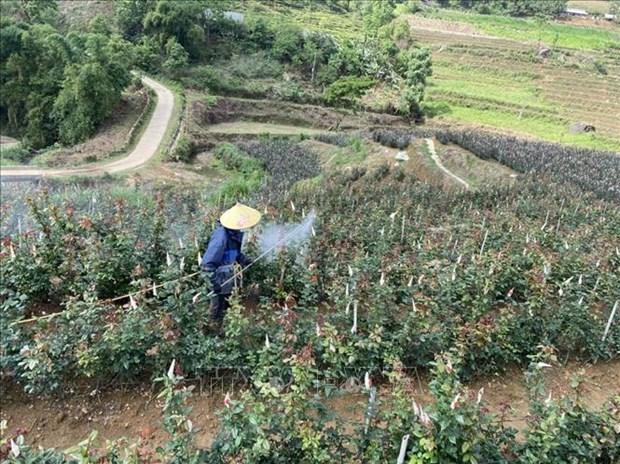 Lai Chau: Chuyen doi co cau cay trong gan voi bao ve moi truong hinh anh 1