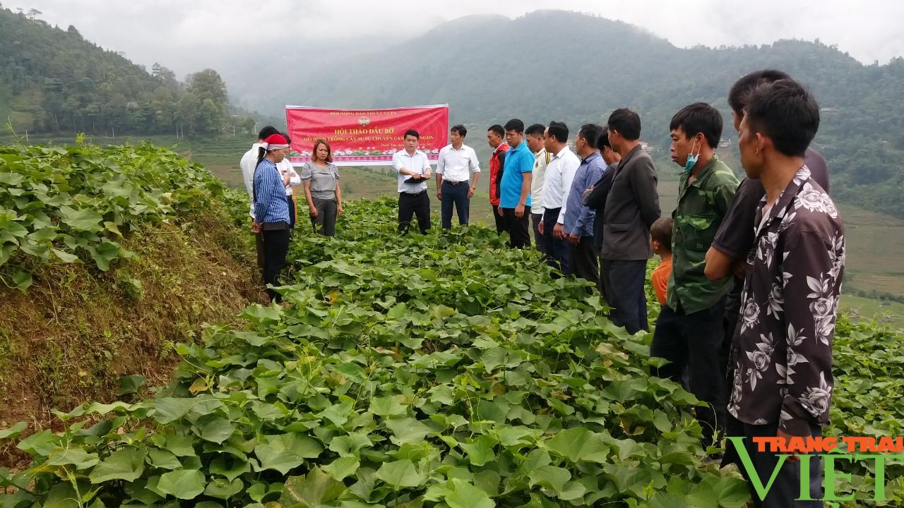 Trồng su su chuyên canh lấy ngọn trái vụ, hướng đi mới ở vùng cao Lào Cai - Ảnh 1.