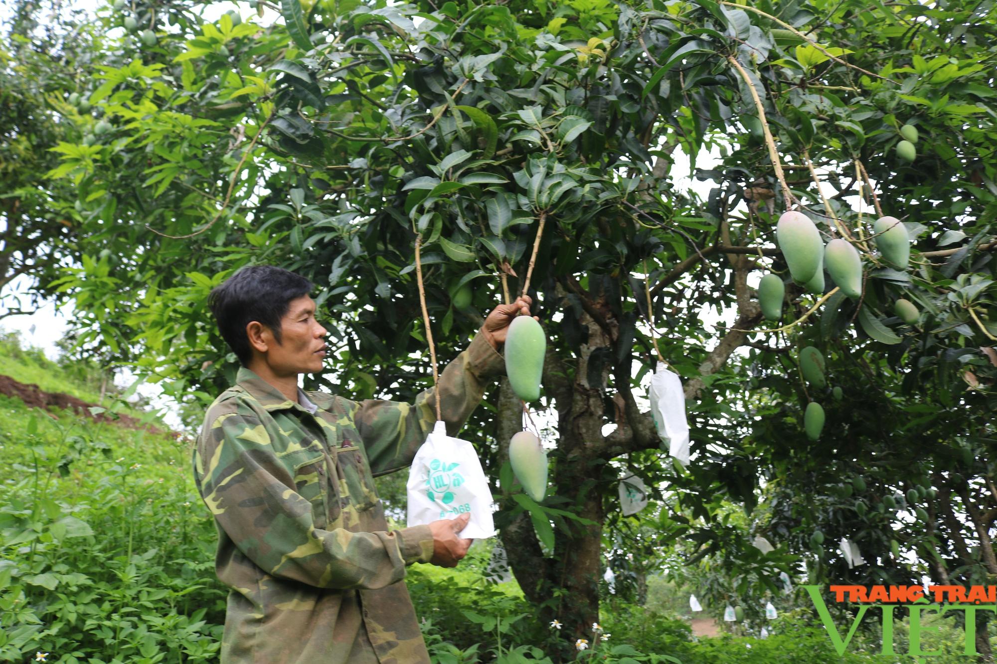 Mường La phấn đấu tiêu thụ và xuất khẩu hơn 10.000 tấn nông sản - Ảnh 2.