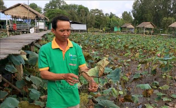 Nong dan trong sen Dong Thap lo lang vi benh thoi ngo, chay la hinh anh 2