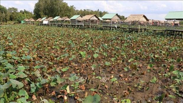 Nong dan trong sen Dong Thap lo lang vi benh thoi ngo, chay la hinh anh 1