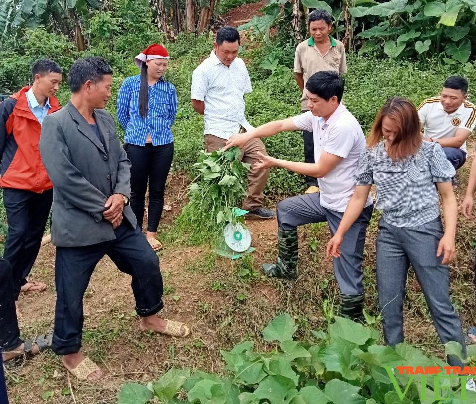 Trồng su su chuyên canh lấy ngọn trái vụ, hướng đi mới ở vùng cao Lào Cai - Ảnh 2.