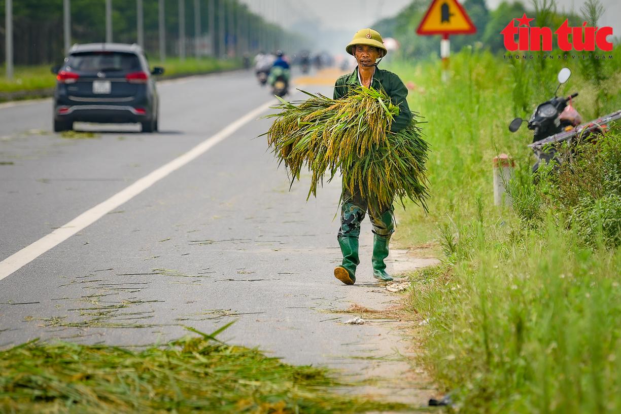 Người dân quây màn ngủ dưới lòng đường để 'canh' lúa, bất chấp nguy cơ tai nạn giao thông - Ảnh 8.