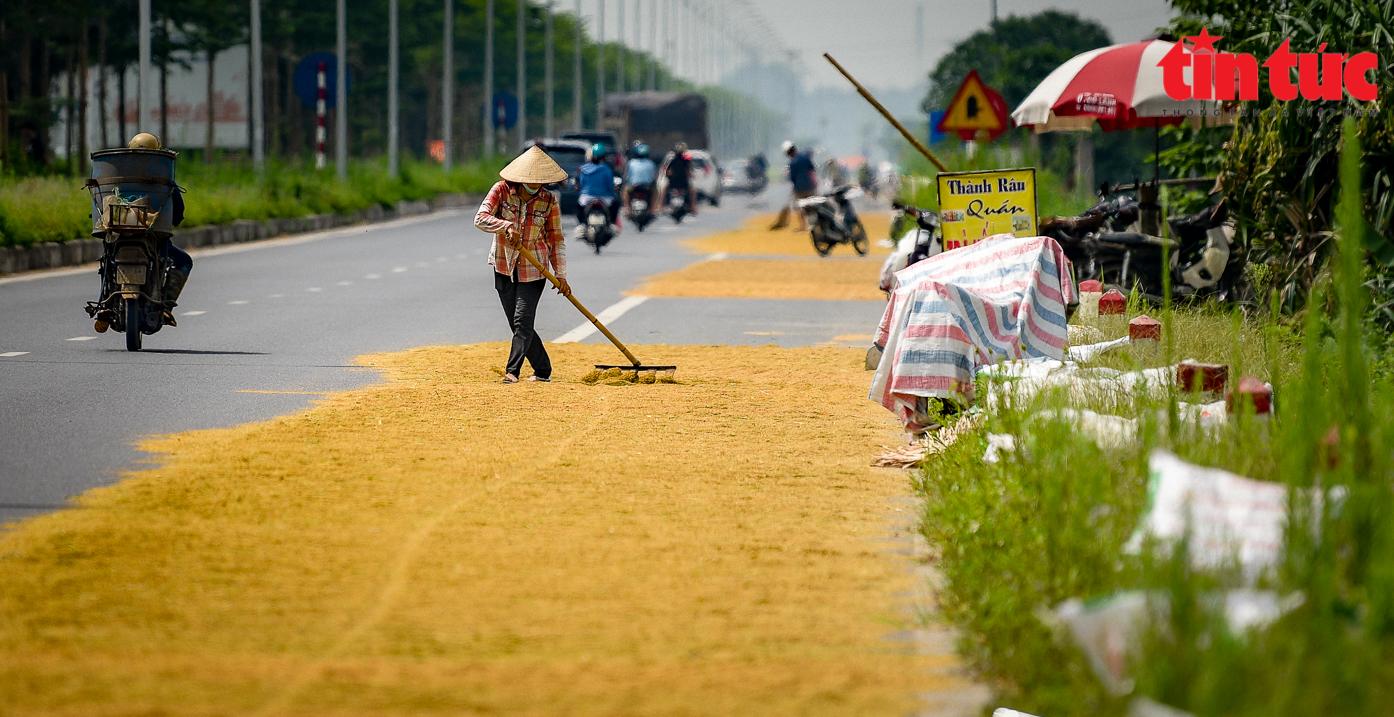 Người dân quây màn ngủ dưới lòng đường để 'canh' lúa, bất chấp nguy cơ tai nạn giao thông - Ảnh 9.