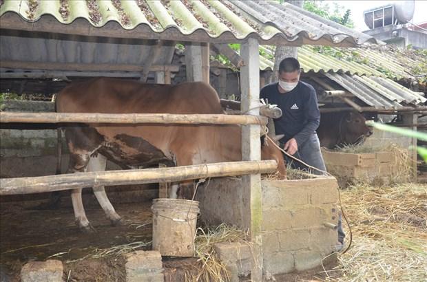 Nhieu mo hinh kinh te hieu qua giup nong dan mien nui Thanh Hoa thoat ngheo ben vung hinh anh 1