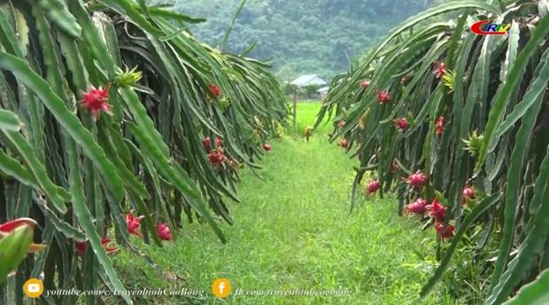 Cao Bang xay dung chuoi lien ket san xuat, tieu thu san pham trai cay hinh anh 1