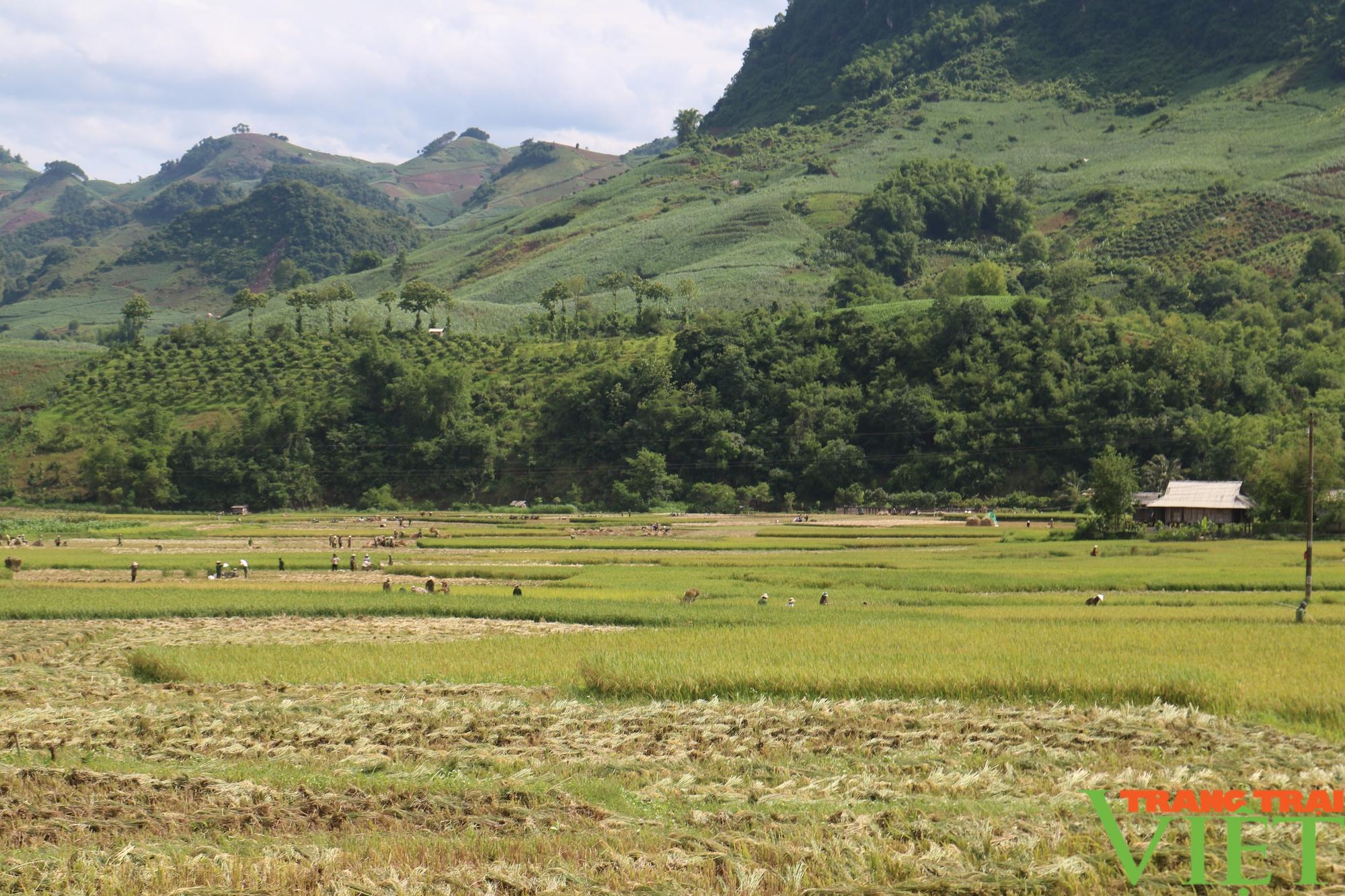 Mùa vàng bội thu ở vùng cao  Sơn La - Ảnh 2.