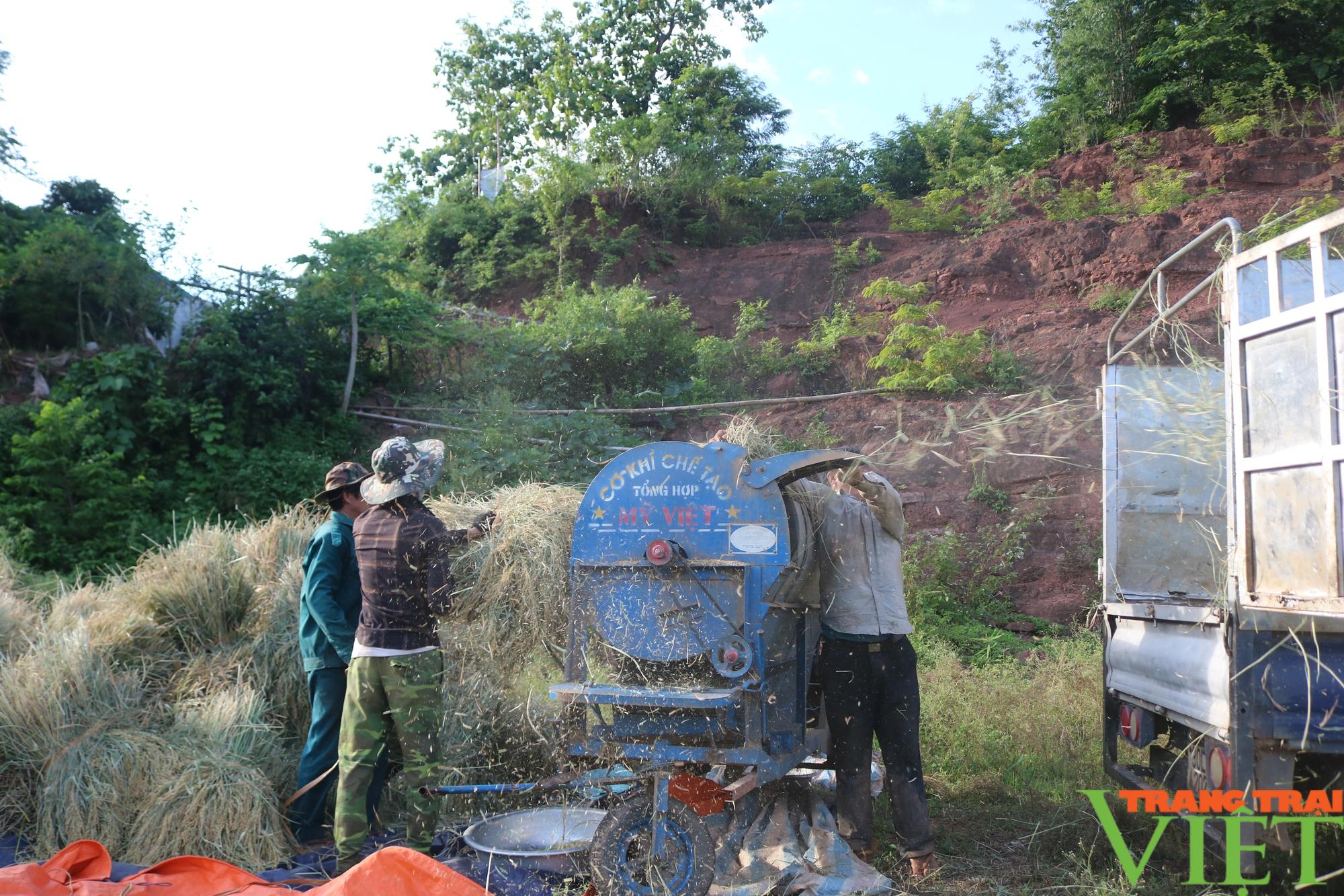 Mùa vàng bội thu ở vùng cao  Sơn La - Ảnh 9.