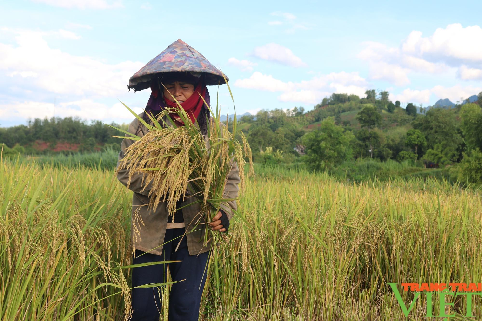 Mùa vàng bội thu ở vùng cao  Sơn La - Ảnh 4.