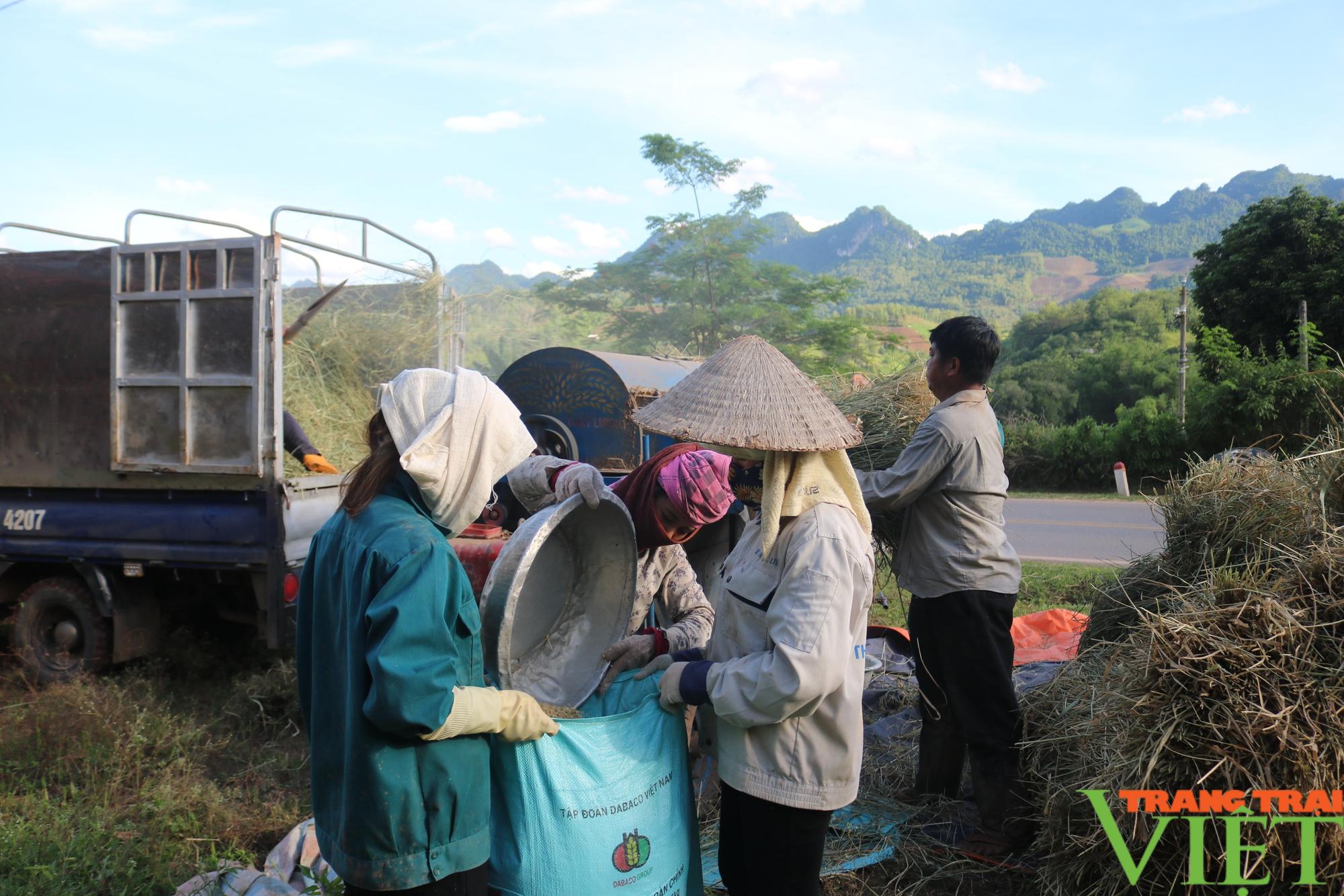 Mùa vàng bội thu ở vùng cao  Sơn La - Ảnh 11.