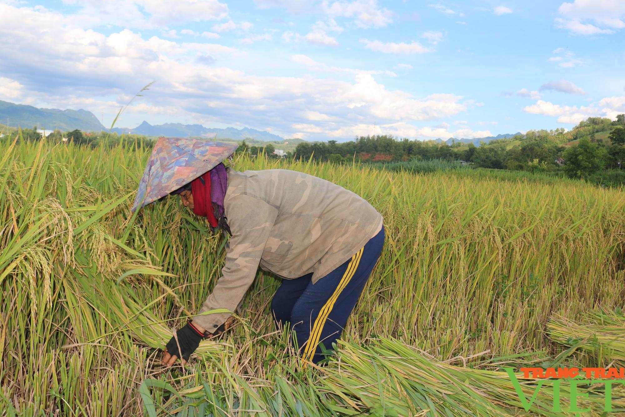 Mùa vàng bội thu ở vùng cao  Sơn La - Ảnh 3.