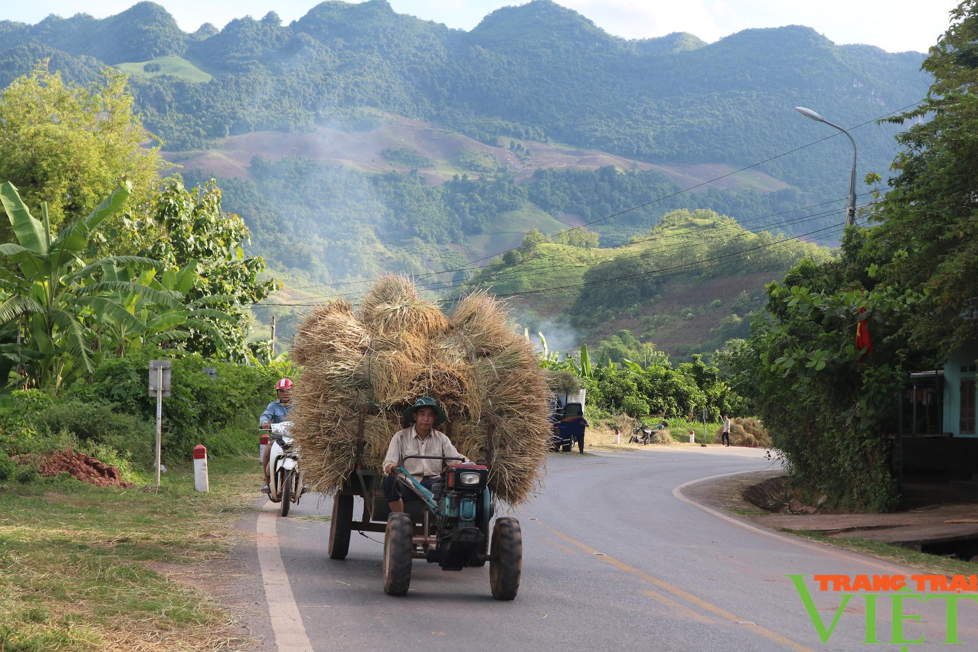 Mùa vàng bội thu ở vùng cao  Sơn La - Ảnh 8.