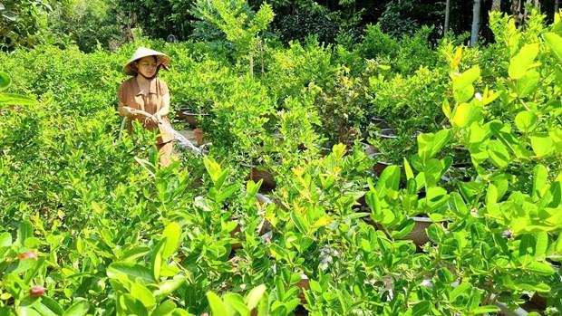Trien vong phat trien kinh te tu cay si ro o xu nang Ninh Thuan hinh anh 3
