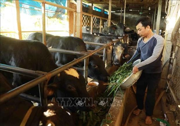 Xay dung chuoi lien ket san xuat va tieu dung bo thit hinh anh 1