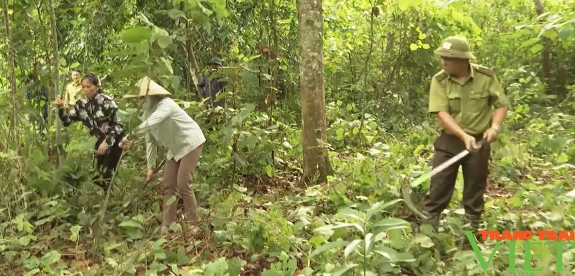Lai Châu: Dịch vụ môi trường rừng - Dân có thu nhập, rừng càng thêm xanh - Ảnh 2.