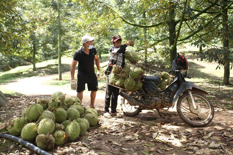 Chi cục Trồng trọt và Bảo vệ thực vật hỗ trợ các đơn vị trên địa bàn tỉnh xây dựng mã số vùng trồng sầu riêng để xuất khẩu