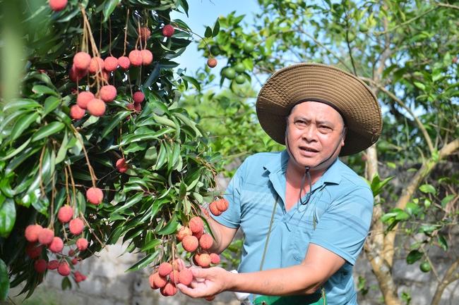 Bắc Giang trồng thành công vải thiều không hạt - Ảnh 1.