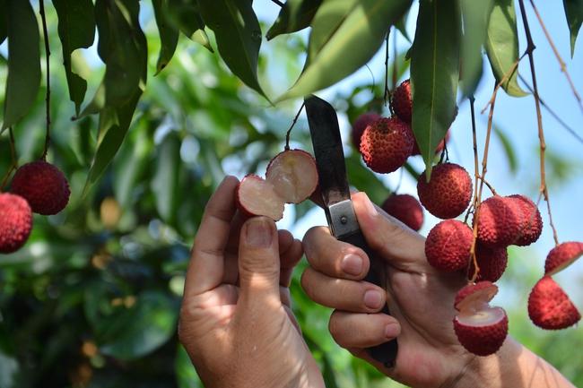 Bắc Giang trồng thành công giống vải không hạt, nhiều người muốn mua mà không còn quả nào - Ảnh 3.