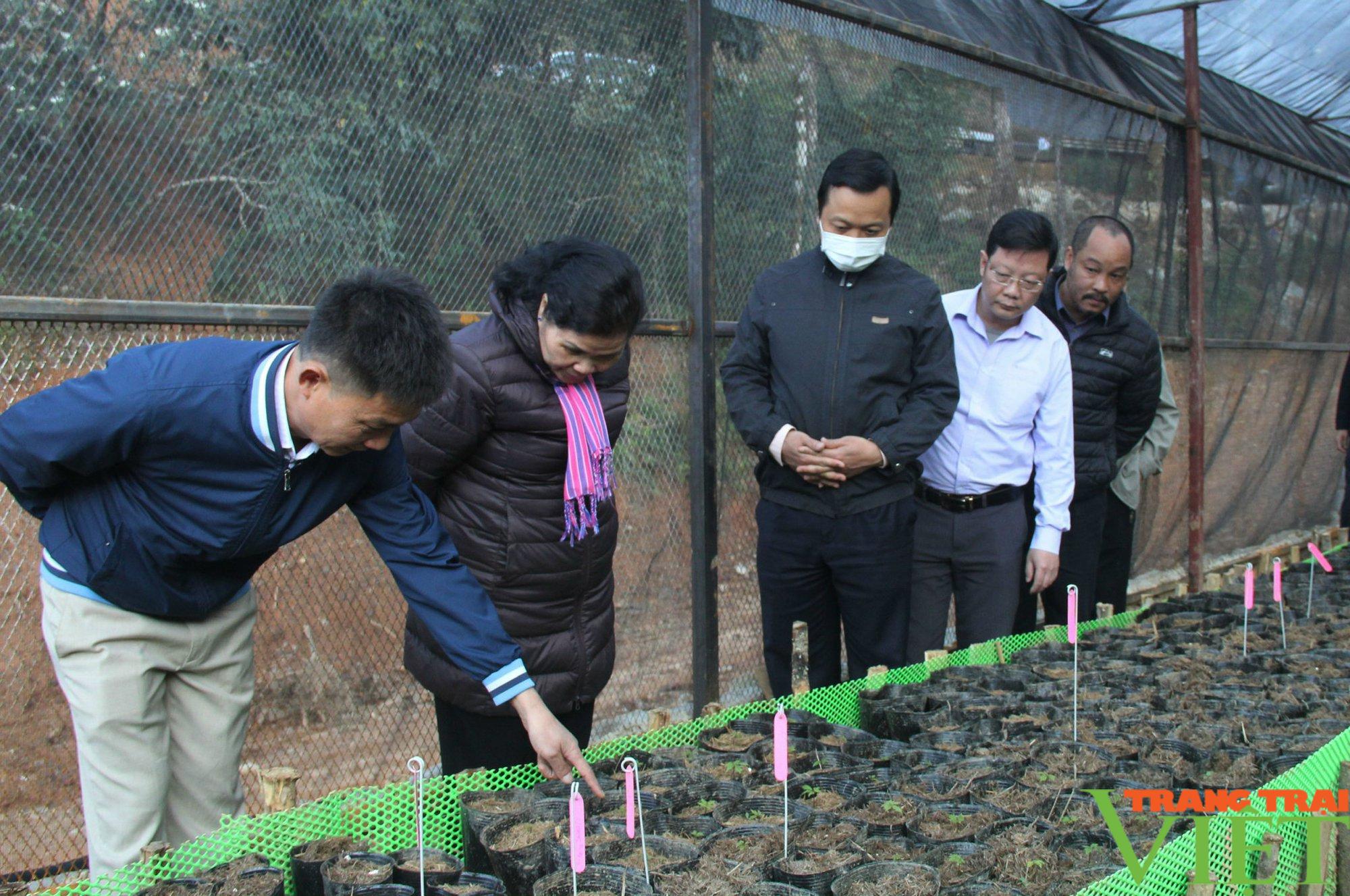 Lai Châu: Để nông nghiệp thu hút doanh nghiệp, nhà đầu tư - Ảnh 1.