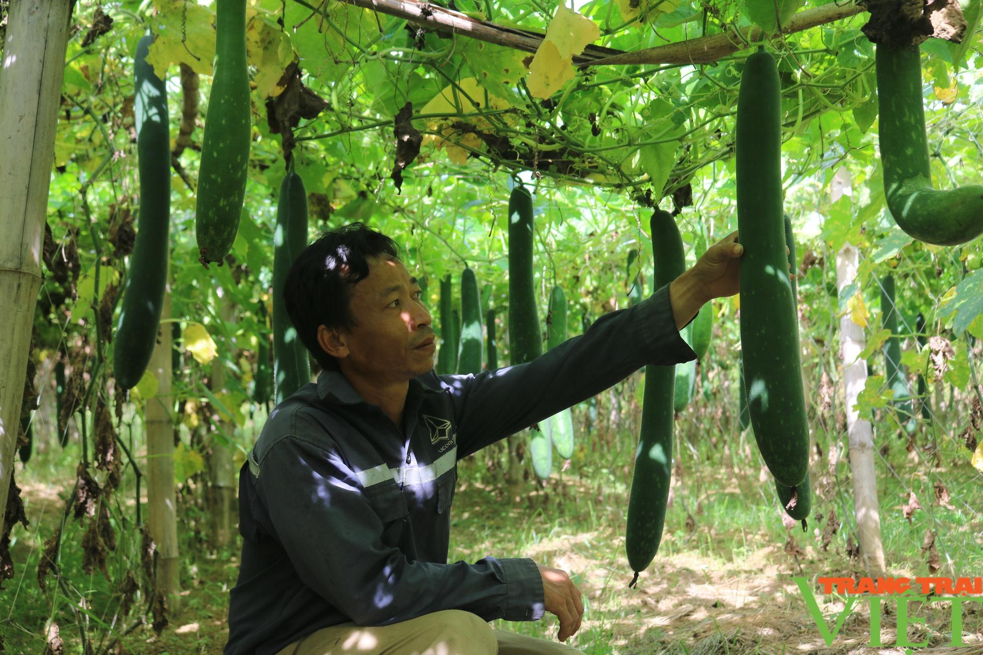 Đưa giống dây leo về trồng ở vùng cao nông dân Sơn La có thu nhập ổn định - Ảnh 3.