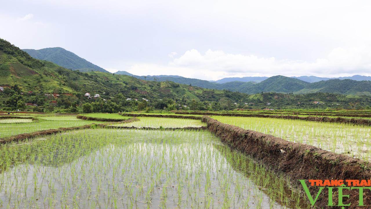 Hứa hẹn một vụ lúa mùa thắng lợi trên đất Sông Mã - Ảnh 6.