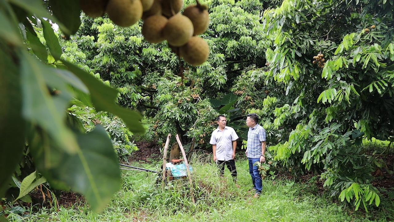 Sơn La: Nông dân đi lên từ cây nhãn - Ảnh 5.