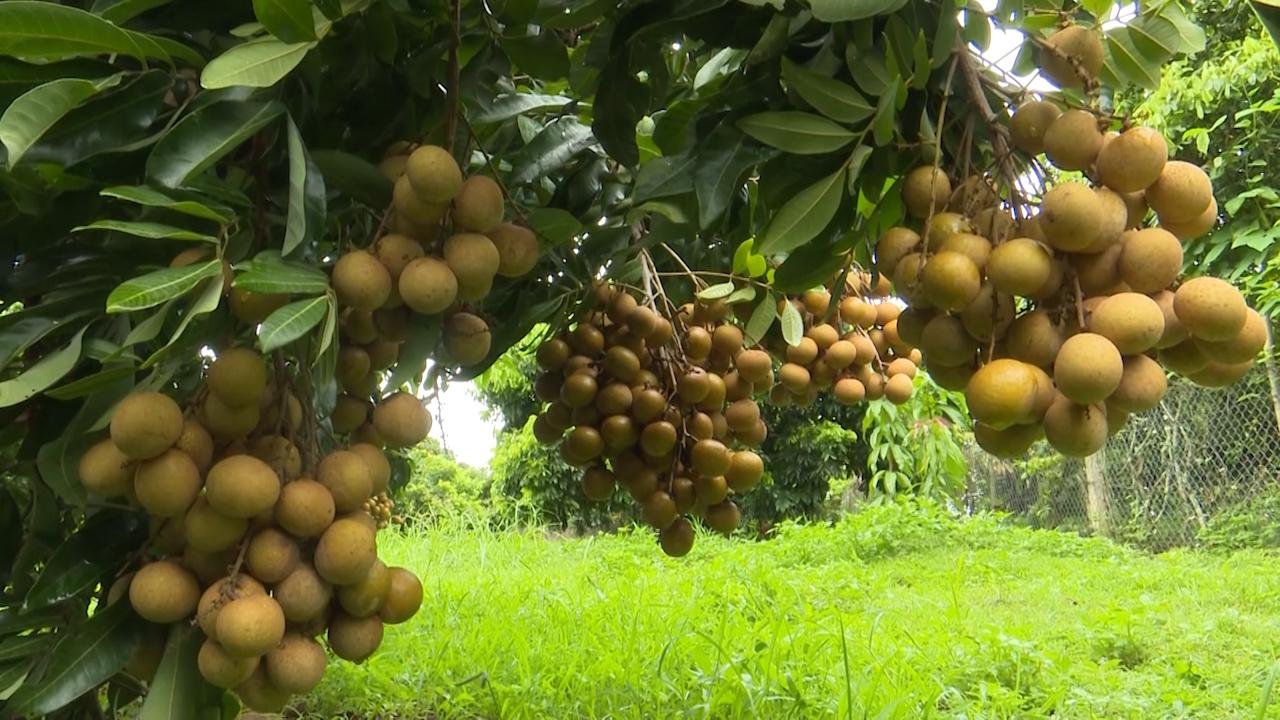 Sơn La: Nông dân đi lên từ cây nhãn - Ảnh 7.