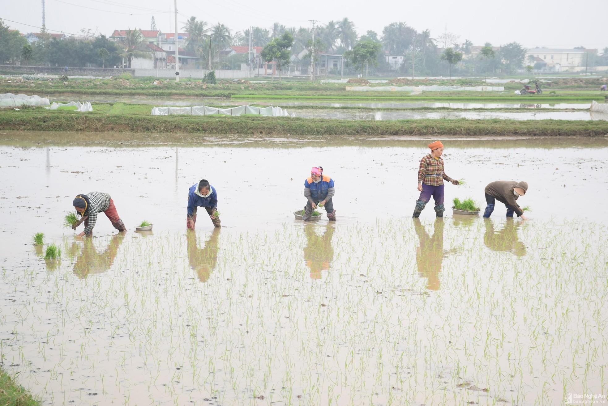 Nghệ An: Xu hướng bỏ hoang ruộng vụ hè thu ngày càng gia tăng - Ảnh 5.