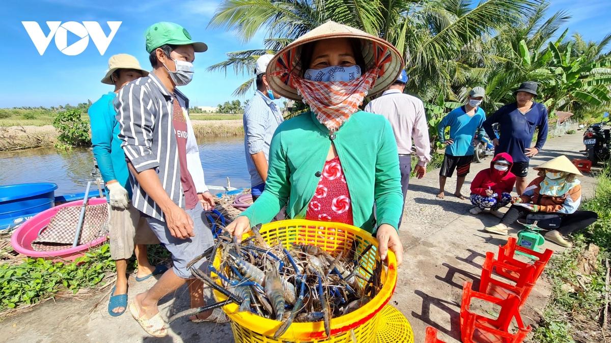 Học nghề nuôi tôm cua, nông dân Cà Mau tăng thu nhập gấp đôi so với cách nuôi truyền thống - Ảnh 3.