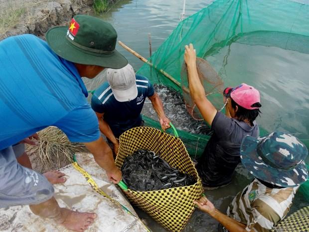 Ca keo tang gia, nguoi nuoi lai dam hinh anh 1