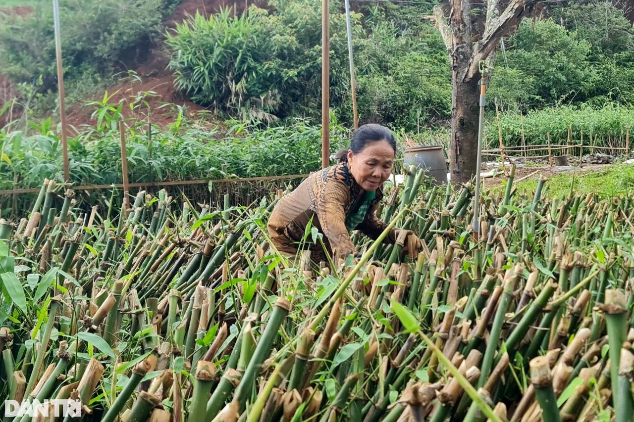 Nhờ vườn cây "trăm đốt" độc nhất vô nhị, vợ chồng lão nông cao nguyên tiền tỷ mỗi tháng - Ảnh 6.