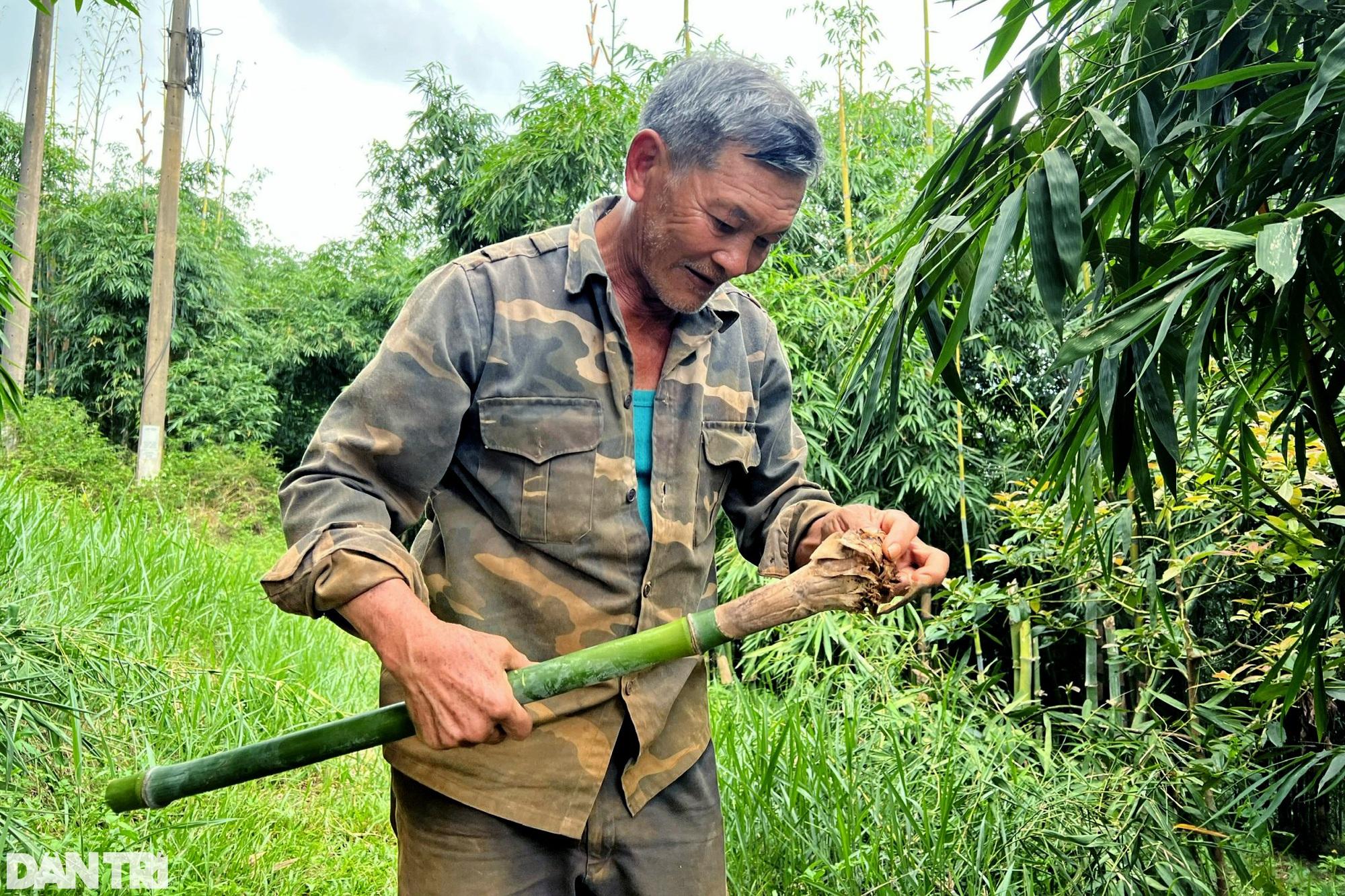 Nhờ vườn cây "trăm đốt" độc nhất vô nhị, vợ chồng lão nông cao nguyên tiền tỷ mỗi tháng - Ảnh 5.