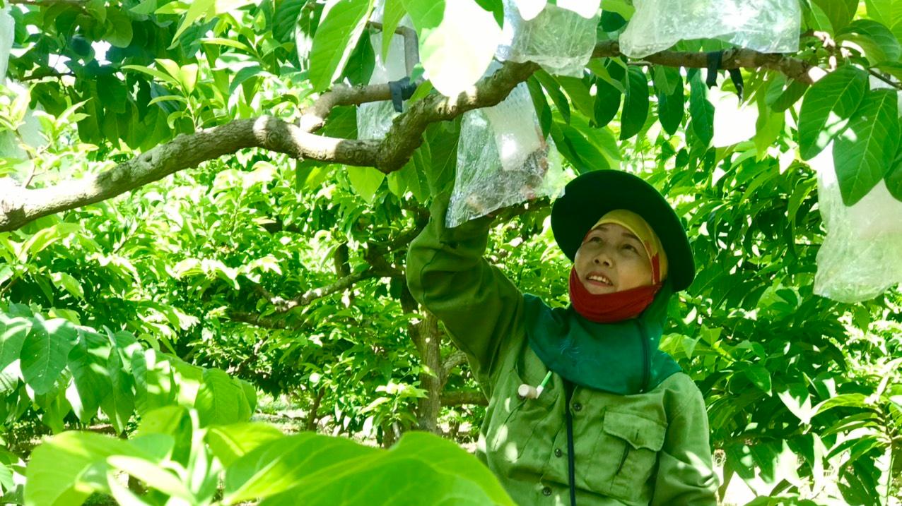 Cây na trên đất Mai Sơn giúp nông dân thành triệu phú - Ảnh 3.