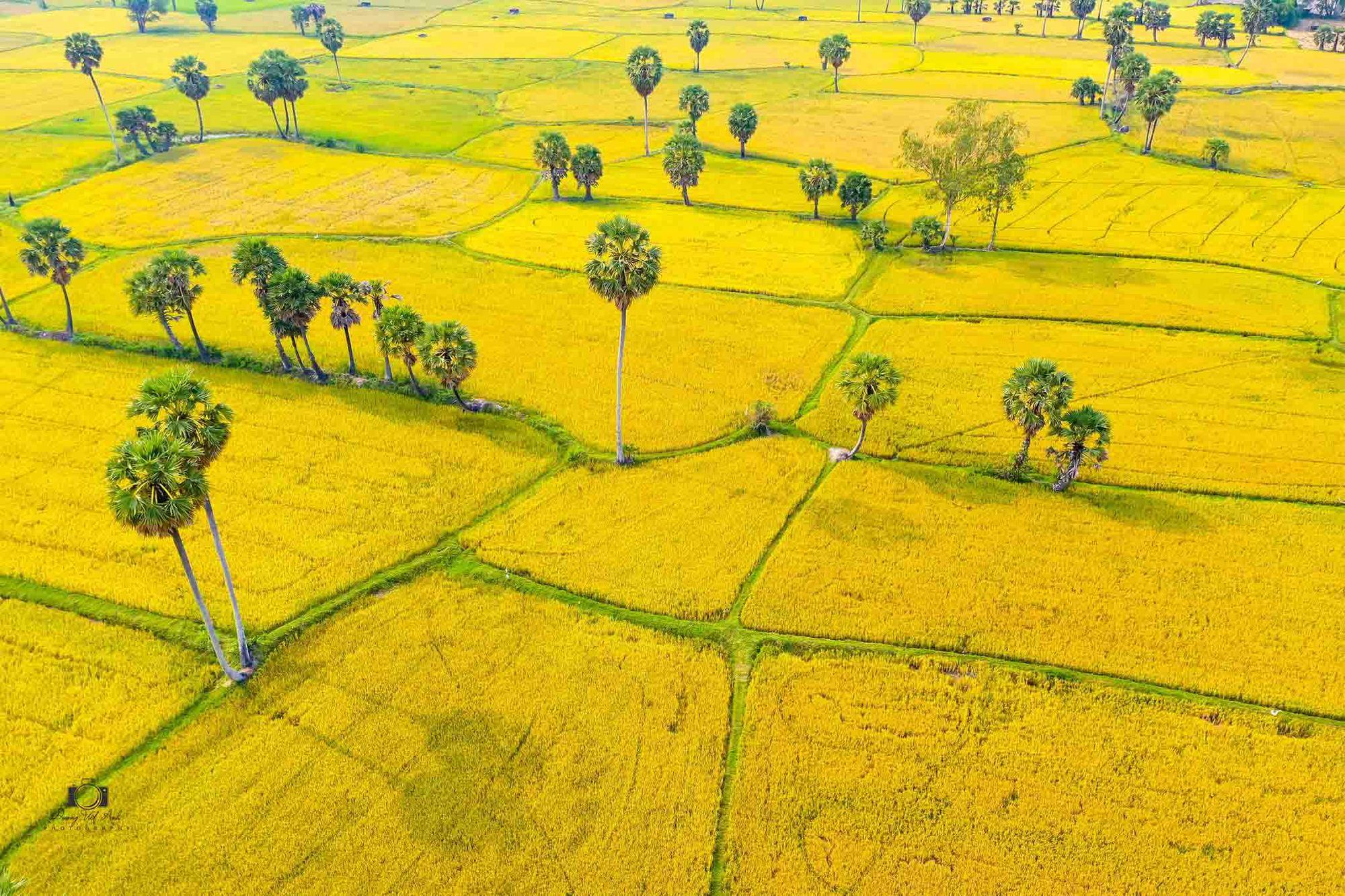 Cánh đồng Văn Giáo đẹp như cổ tích mùa lúa chín - Ảnh 1.