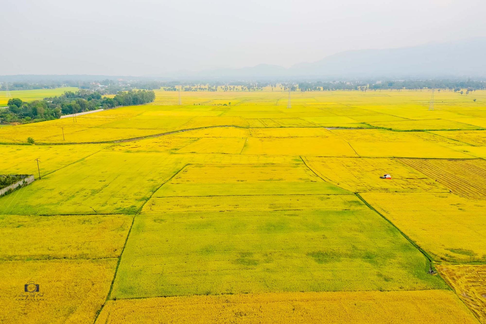 Cánh đồng Văn Giáo đẹp như cổ tích mùa lúa chín - Ảnh 6.