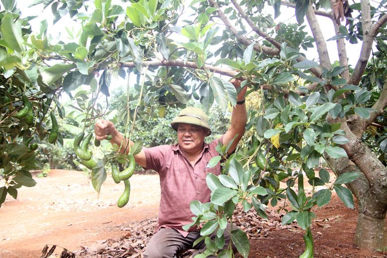 Di Linh phát triển mạnh vườn cà phê xen cây ăn trái cho thu nhập hàng trăm triệu đồng