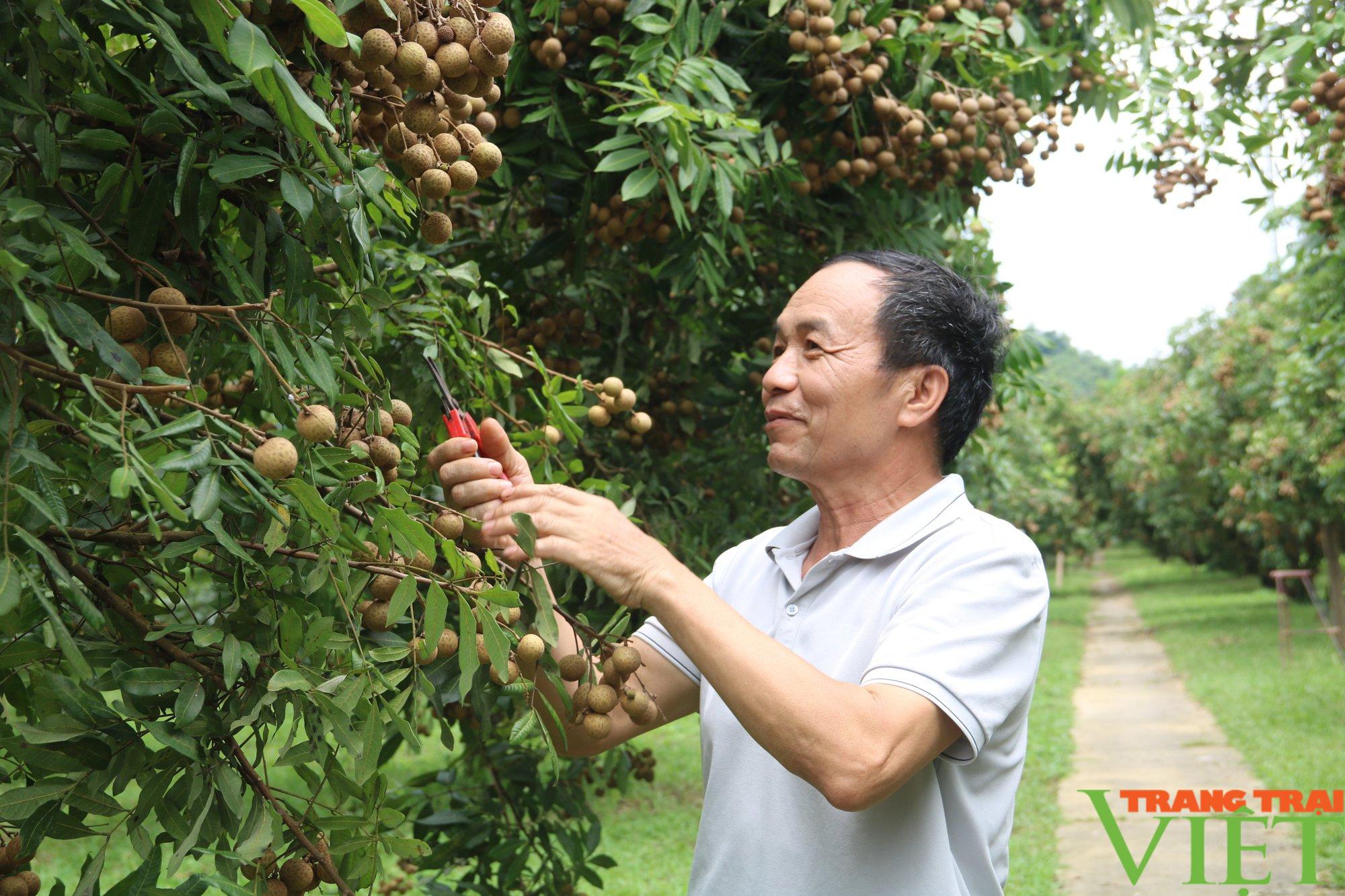 Nhãn Hương Chi Hòa Bình bay sang Châu Âu - Ảnh 2.