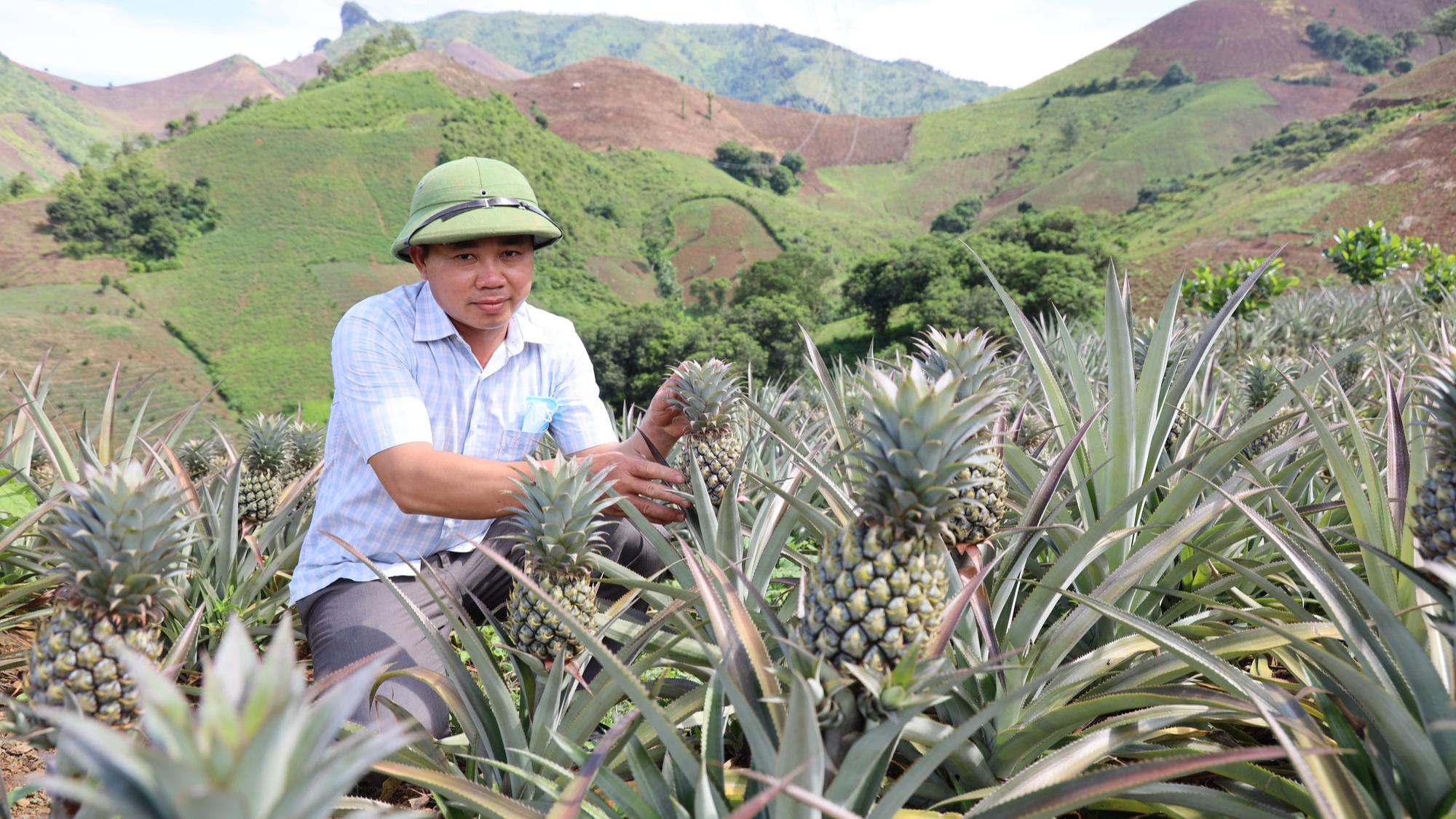 Nông dân Tây Bắc: Từng bước làm giàu nhờ cây dứa - Ảnh 2.