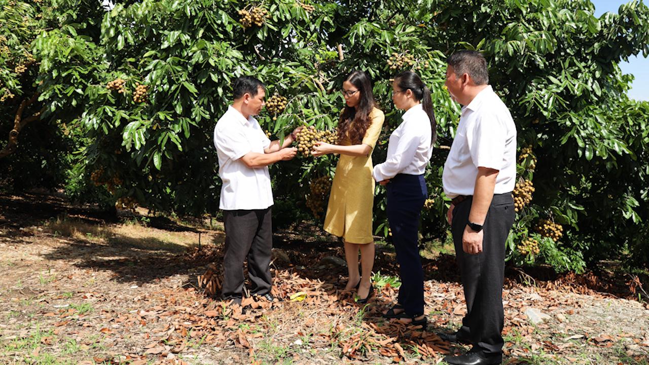 Yên Châu: Được mùa, nông dân trồng nhãn phấn khởi vào vụ thu hoạch - Ảnh 5.