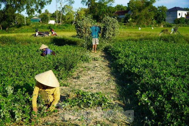 Nhộn nhịp vào mùa thu hoạch cây dược liệu ở Hà Tĩnh - Ảnh 4.