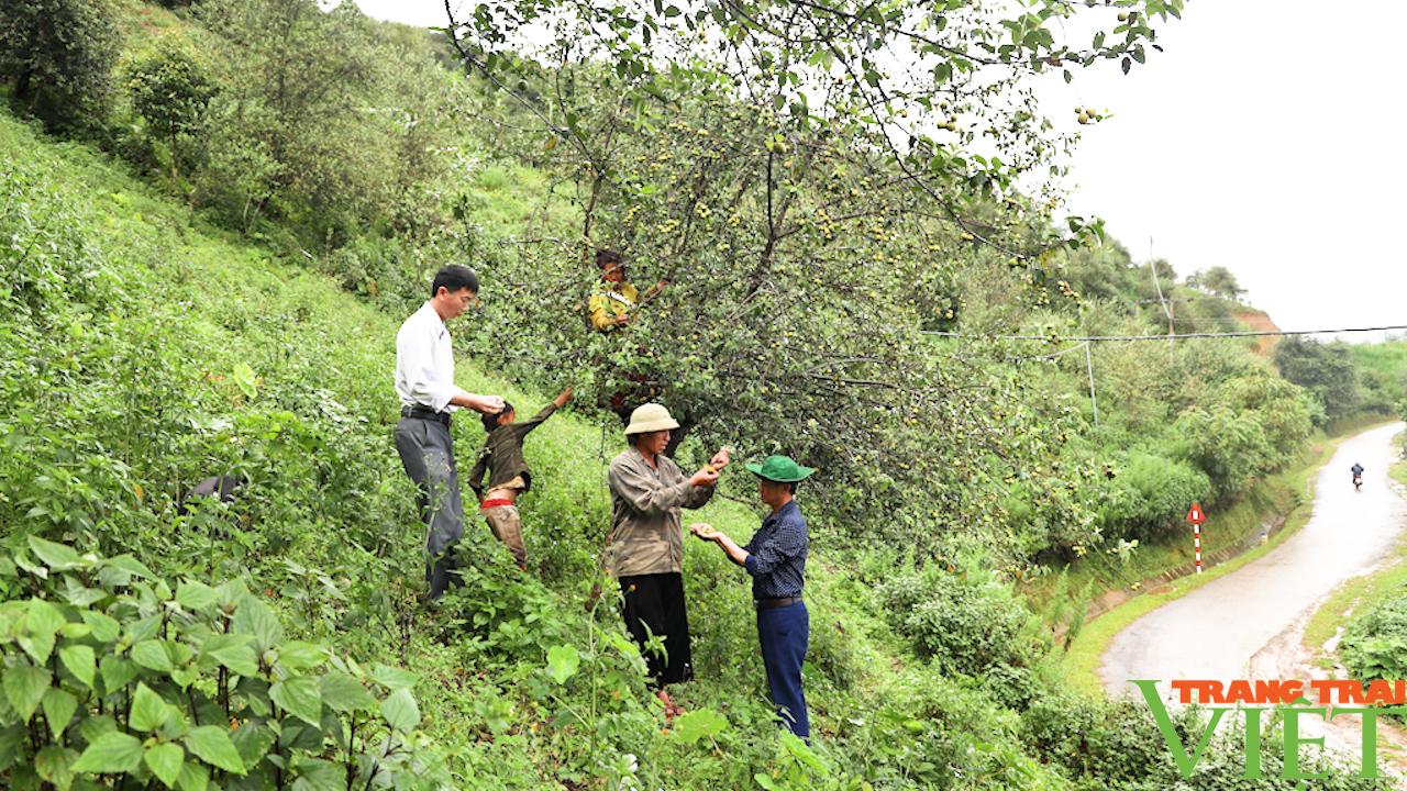 Cây thoát nghèo trên vùng cao Bắc Yên - Ảnh 5.