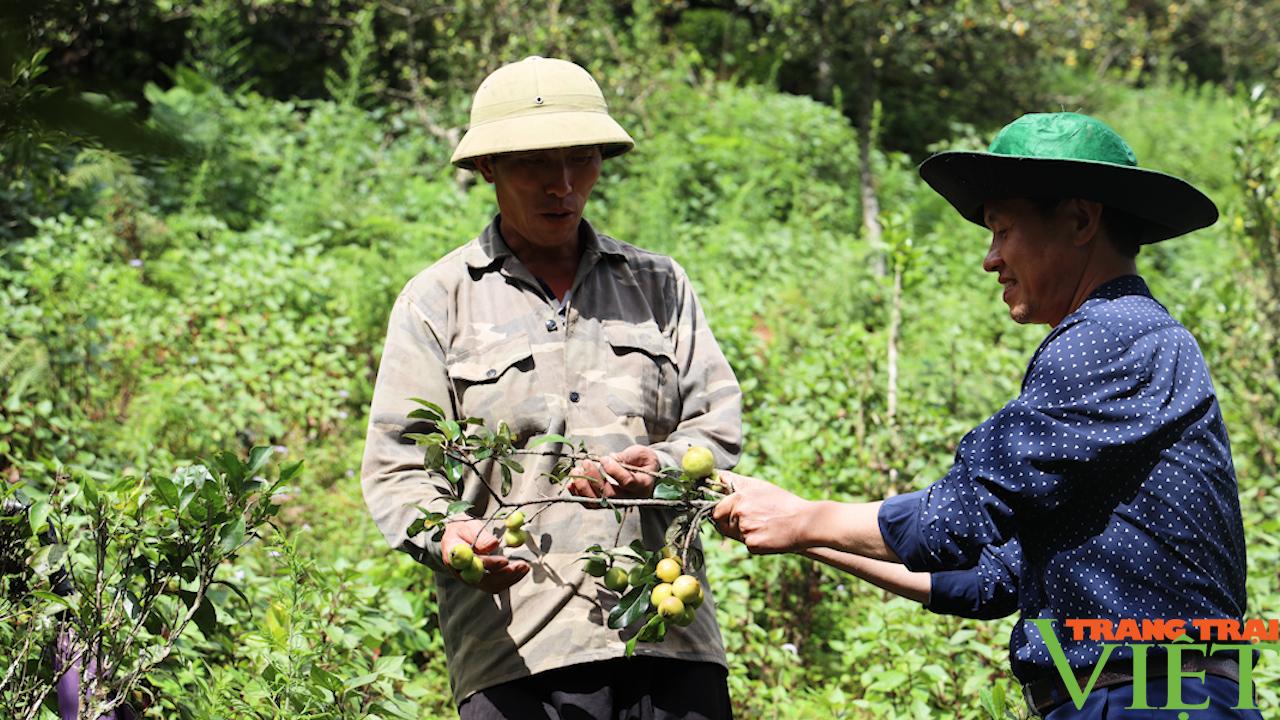 Cây thoát nghèo trên vùng cao Bắc Yên - Ảnh 3.