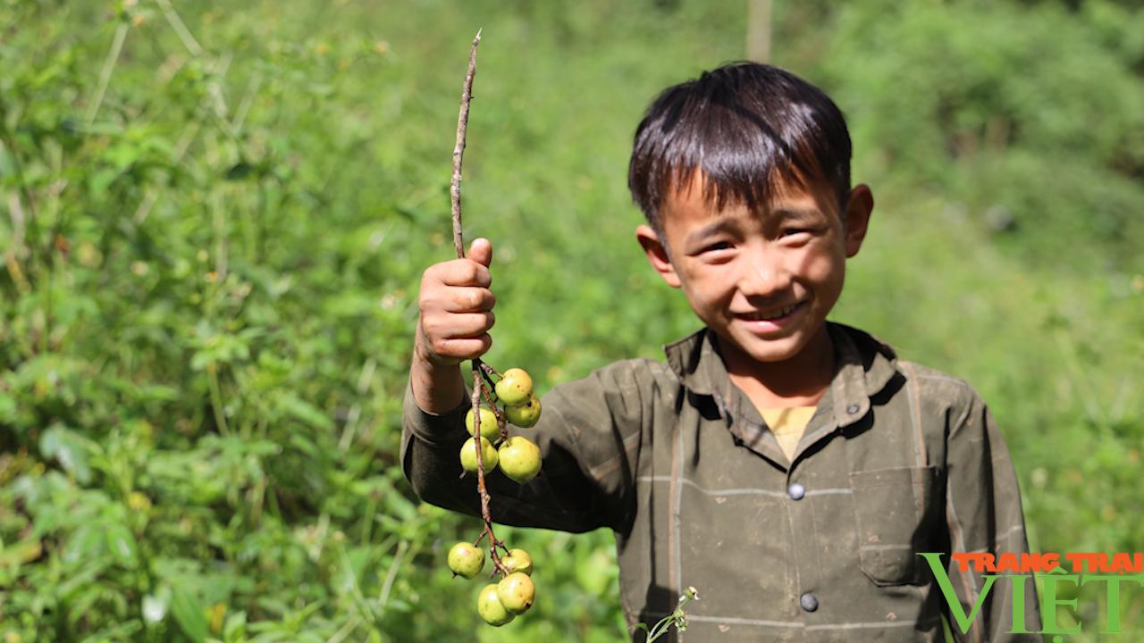 Cây thoát nghèo trên vùng cao Bắc Yên - Ảnh 8.